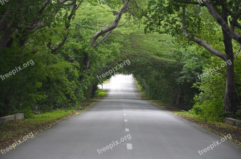 Road Tree Green Trees Nature