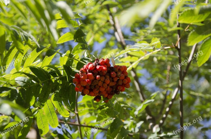 Mountain Ash Ash Berry Russia Berries Autumn