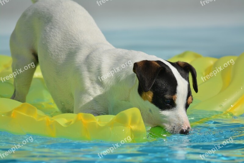 Jack Russel Dog Animals Terrier Cute