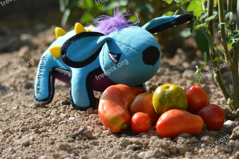 Doudou Tomatoes Garden Vegetables Blue