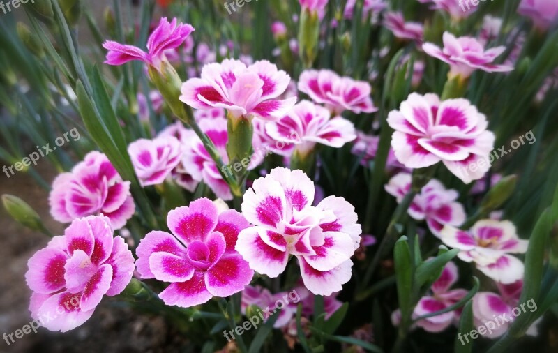 Pink Bart Cloves Sweet William Flower Flora