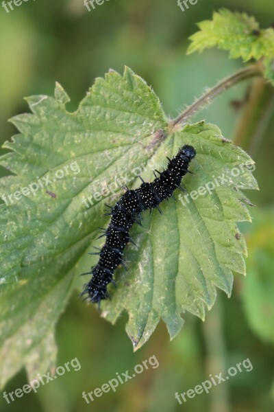 Peacock Butterfly Caterpillar Black Velvet White Spots European Peacock Butterfly