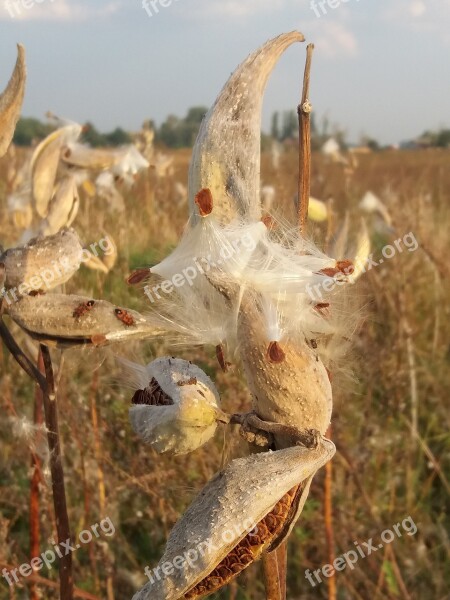 Pollen Nature Weeds Allergy Free Photos