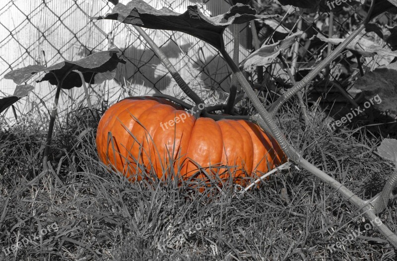 Pumpkin Choose Halloween Cucurbita Autumn