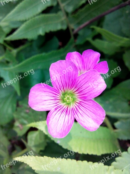 Flower Loaf Grass Free Photos