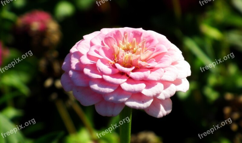 Flower Zinnia Pink Nature Summer