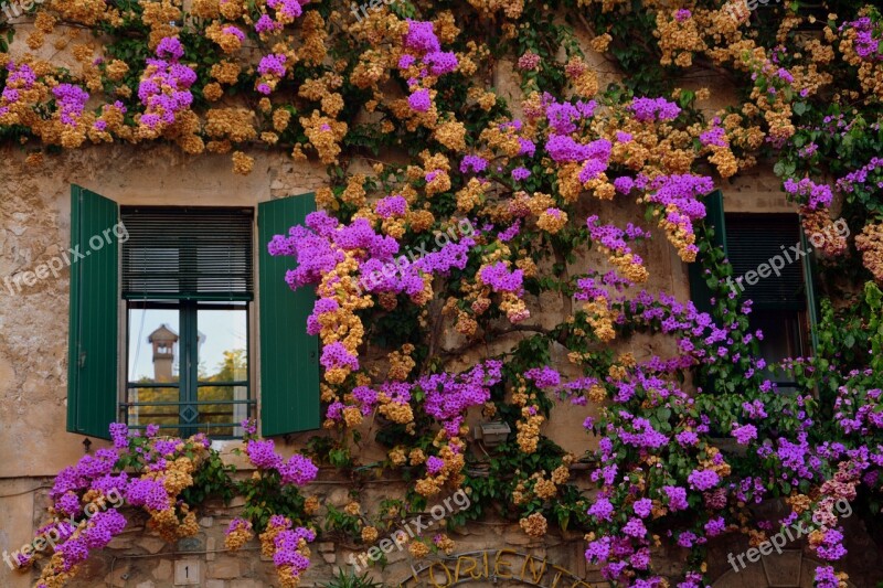 Flowers Wall Window Flower House