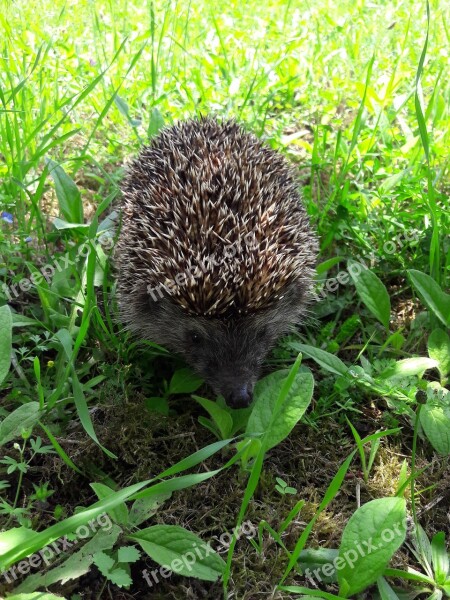 The Hedgehog Cute Animal Barbed Mammal