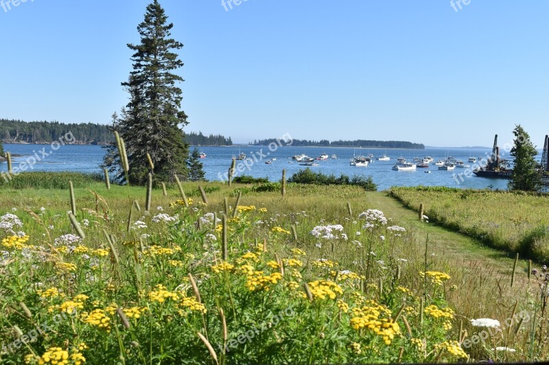 Owls Head Maine Wildflowers Lobster Boats Nature