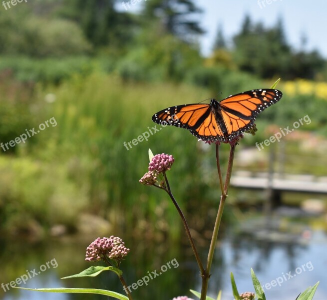 Monarch Butterfly Orange Insect Nature