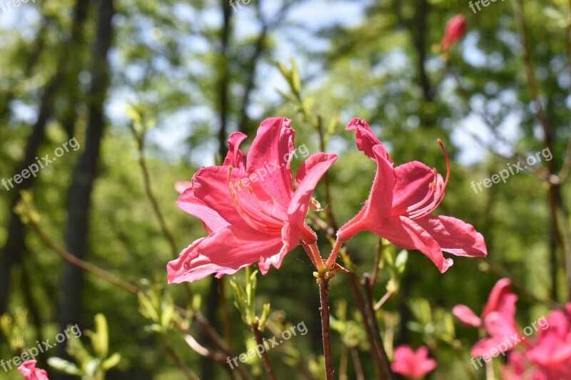 Daylily Pink Flower Nature Free Photos