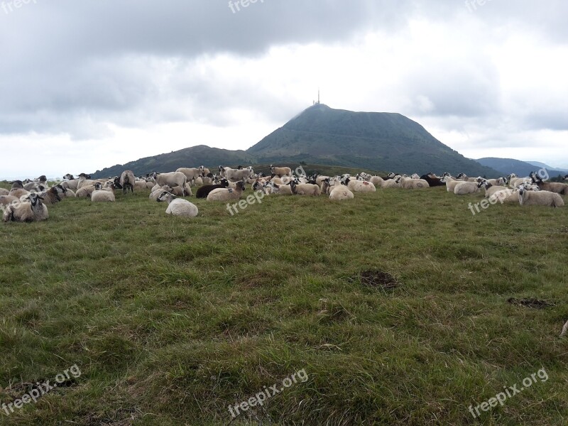 Puy-de-dome Sheep Auvergne Volcano Nature