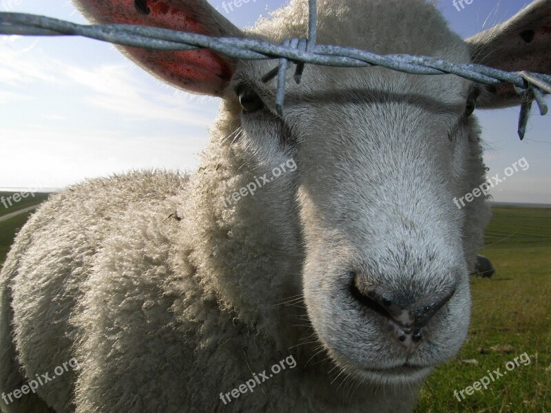 Sheep Barbed Wire Portrait Animal Pasture