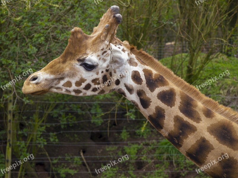 Giraffe Neck Animal Mammal Head