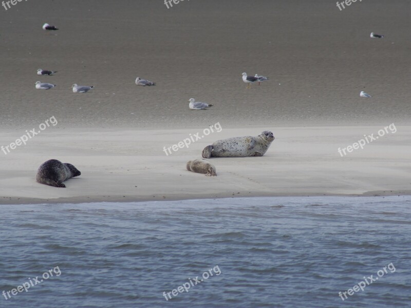 North Sea Seals Crawl Meeresbewohner Water Creature