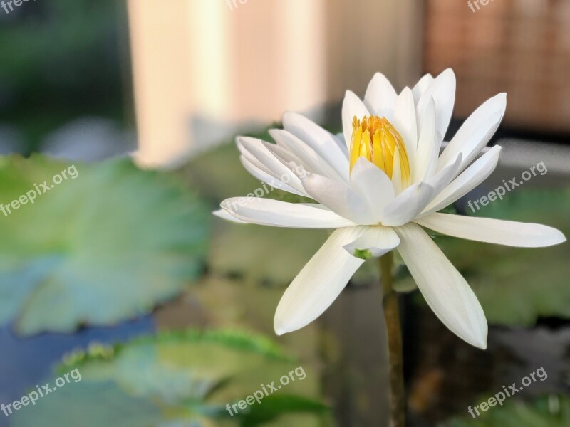 Lotus Delightful 潔 Net White Free Photos