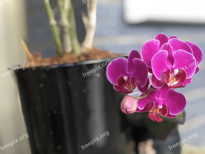 Deep Purple Orchid Bloom Compact Free Photos