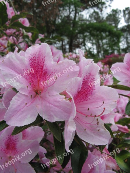 Myrtle Beach Pink Flowers Hibiscus Blossom Free Photos