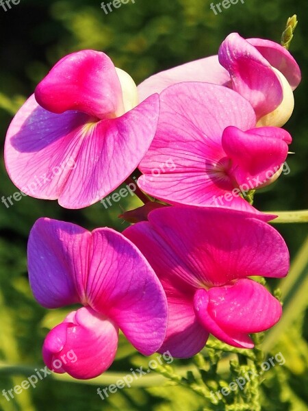 Vetches Pink Climber Plant Flowers Summer