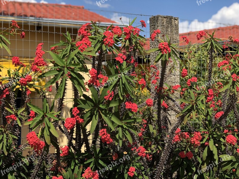 Red Flowers Brazil Flower Tropical Free Photos