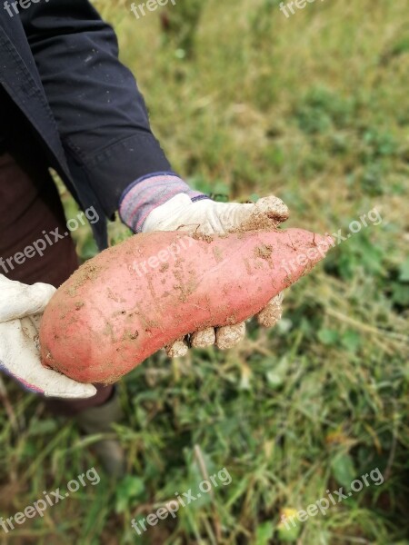 Batat Sweet Potato Agriculture Village Land