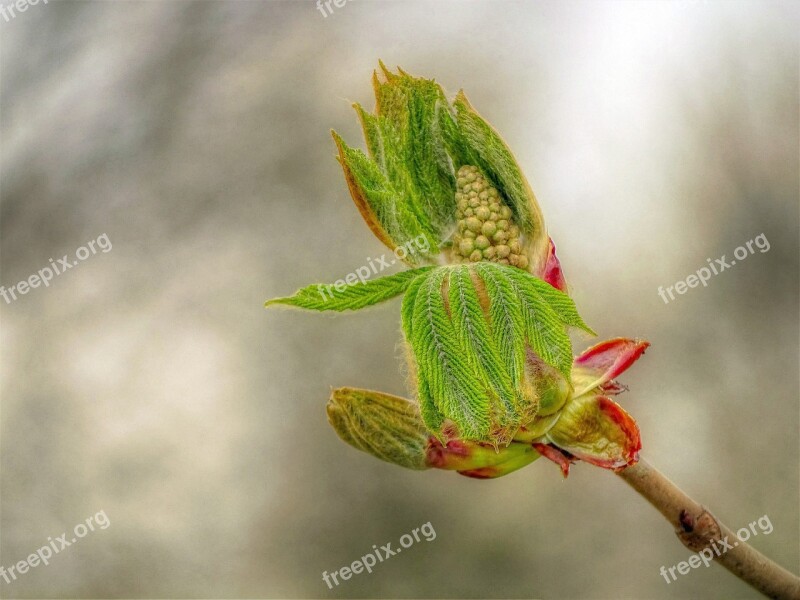 Chestnut Blossom Bloom Spring Green