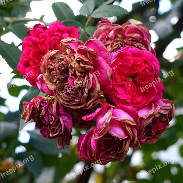 Rose Red Faded Autumn Free Photos