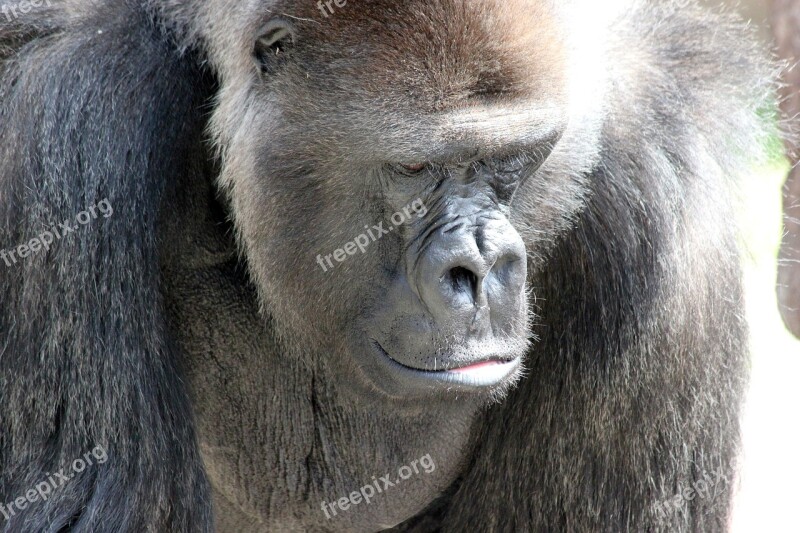 Gorilla Ape Strength Animal Zoo