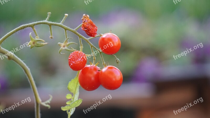 Tomato Fruit Vegetable Wither Free Photos