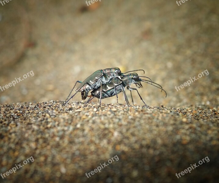 Tiger Beetle Matings Insect Macros Free Photos