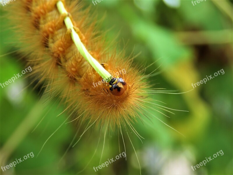 Caterpillar Bug Insect Fauna Nature