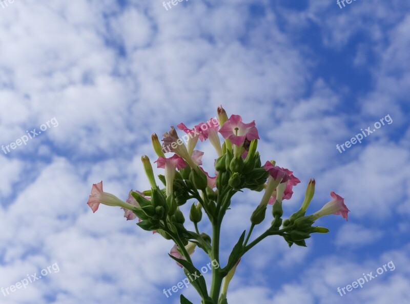 Tobacco Plant Blossom Bloom Cigarettes