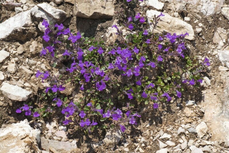 Gentian Alpenbloem Mountains Rocks Dark Blue