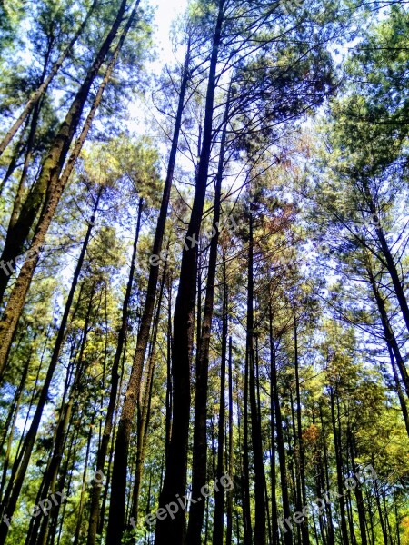 Pine Forest Tree High Forest Nature