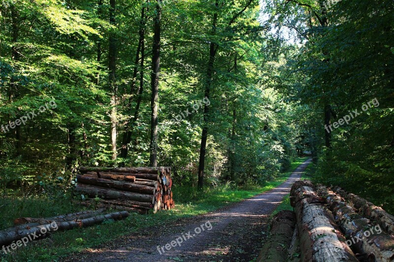 Forest Path Go For A Walk Away Hiking Promenade