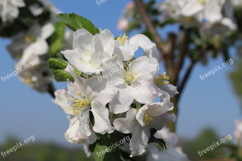 Spring Apple Blossom Nature Apple Tree Pink