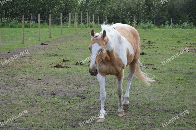 Horse Paint Horse Horse In Field Free Photos