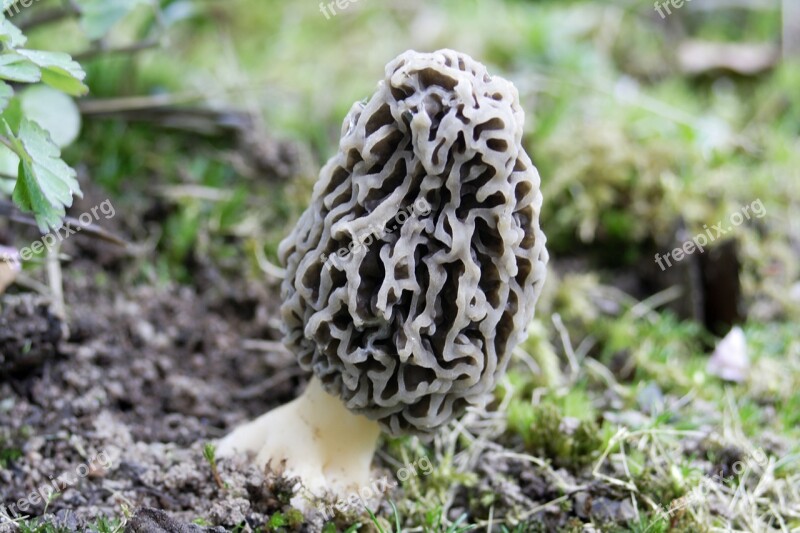 Morel Mushroom Plant Forest Fruiting Bodies