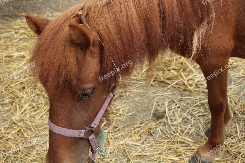 Horse Straw Mane Field Standard