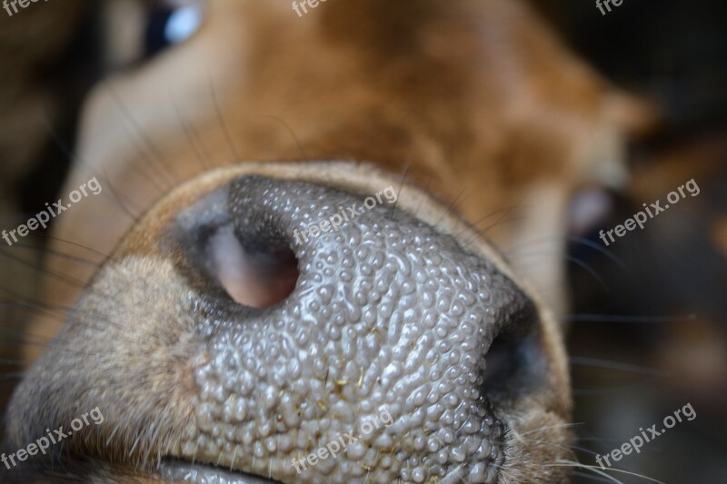 Cow Nose Cow Head Cow Cattle Livestock