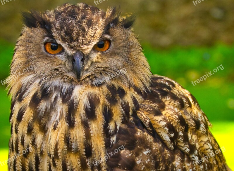 Owl Nature Bird Of Prey Wild Animal Hunting