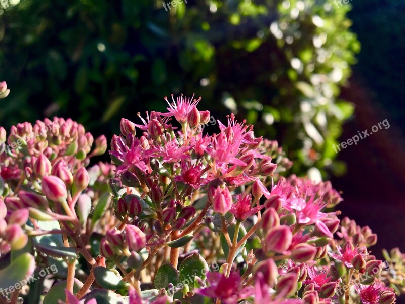 Fat Hen Sedum Flower Autumn Pink