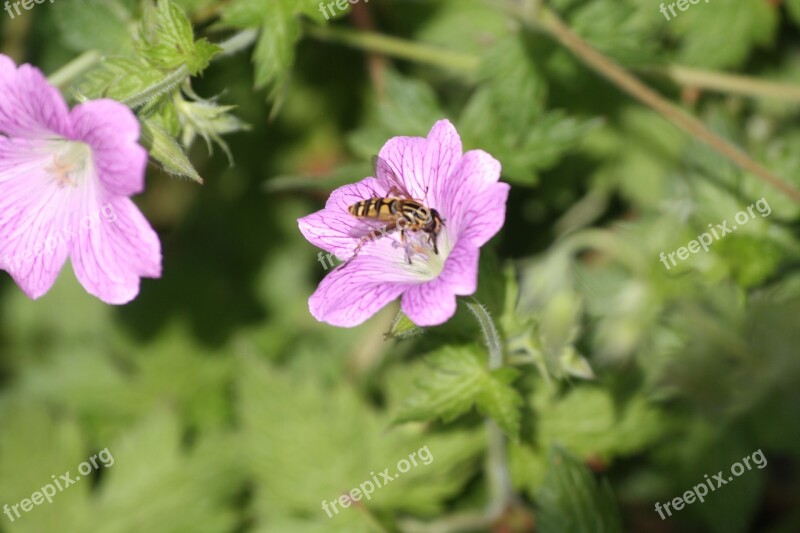 Bee Pollination Cranesbill Walk In The Park Geranium