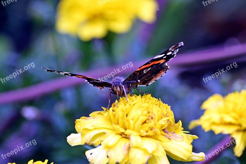 Admiral Edelfalter Butterfly Walk In The Park Hamburgensien