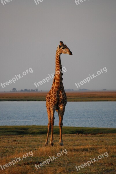 Giraffe Africa Botswana Free Photos