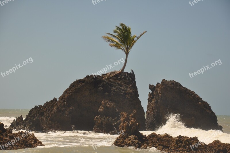 Beach Coconut Tree Summer Mar Travel