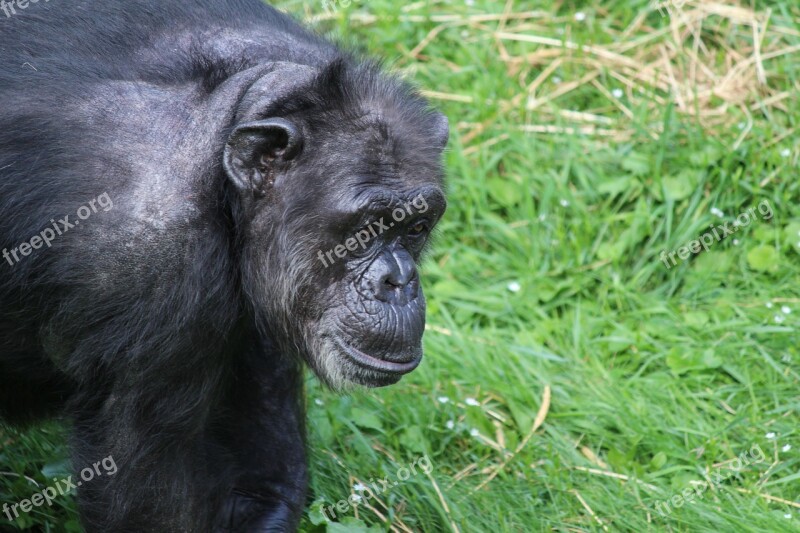 Monkey Chimpanzee Mammals Primate Zoo