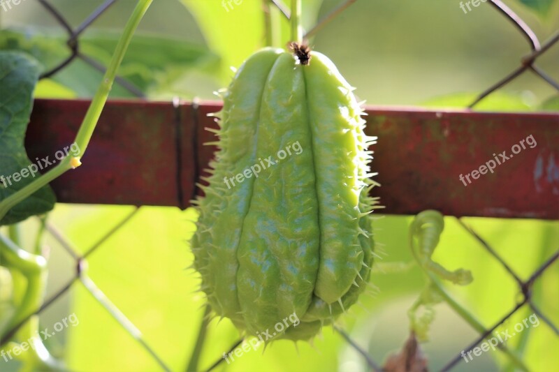 Mexican Cucumber Chayote Sechium Edule Vegetables Green