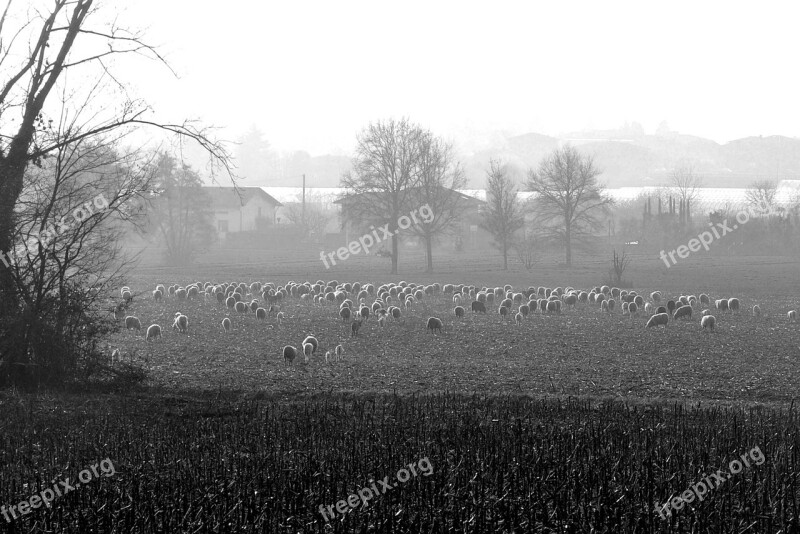 Sheep Fog Fields Nature Rural