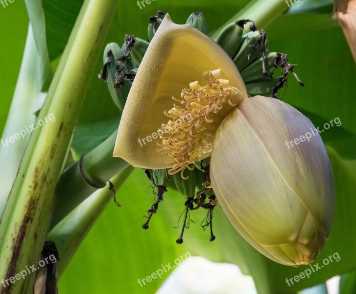 Banana Flower Banana Banana Shrub Tropical Banana Plant